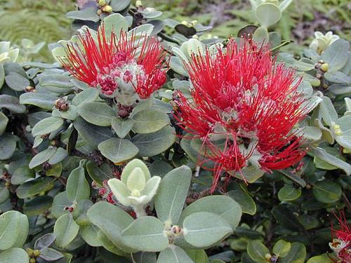 ʻōhiʻa lehua